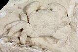 Fossil Crab (Potamon) Preserved in Travertine - Turkey #121385-1